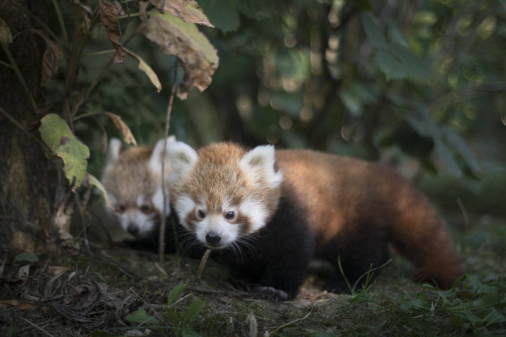 DOBRA GODINA Baby boom u zagrebačkom ZOO-u