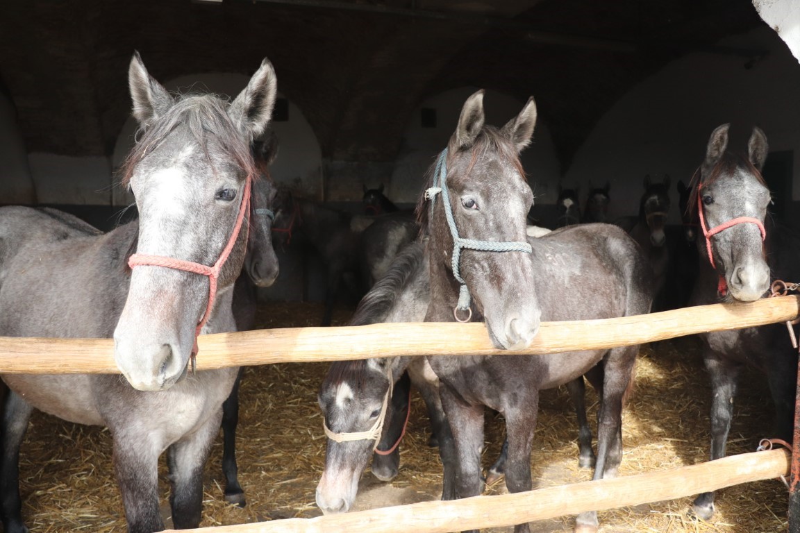 KRAJ AGONIJE Bliži se kraj seljakanju hrvatskog ponosa – plemenitih lipicanaca