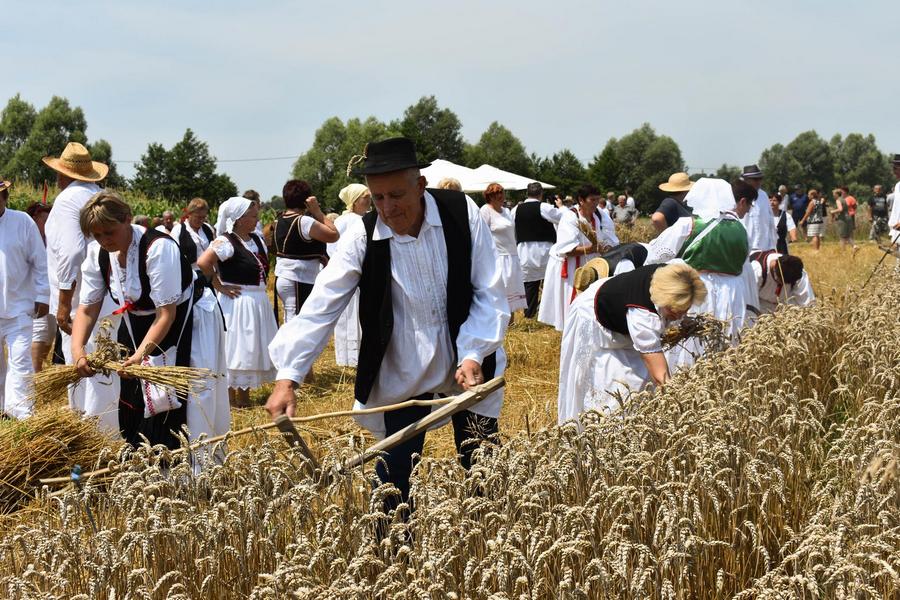 ČUVANJE TRADICIJE Žetva pšenice na starinski način