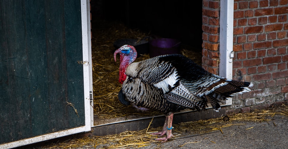 STIGLA I KOD NAS Na farmi purana potvrđena je ptičja gripa