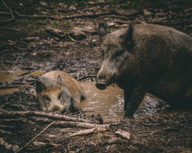 KUDA IDU DIVLJE SVINJE? Poljoprivrednici u mukama zbog štetočina