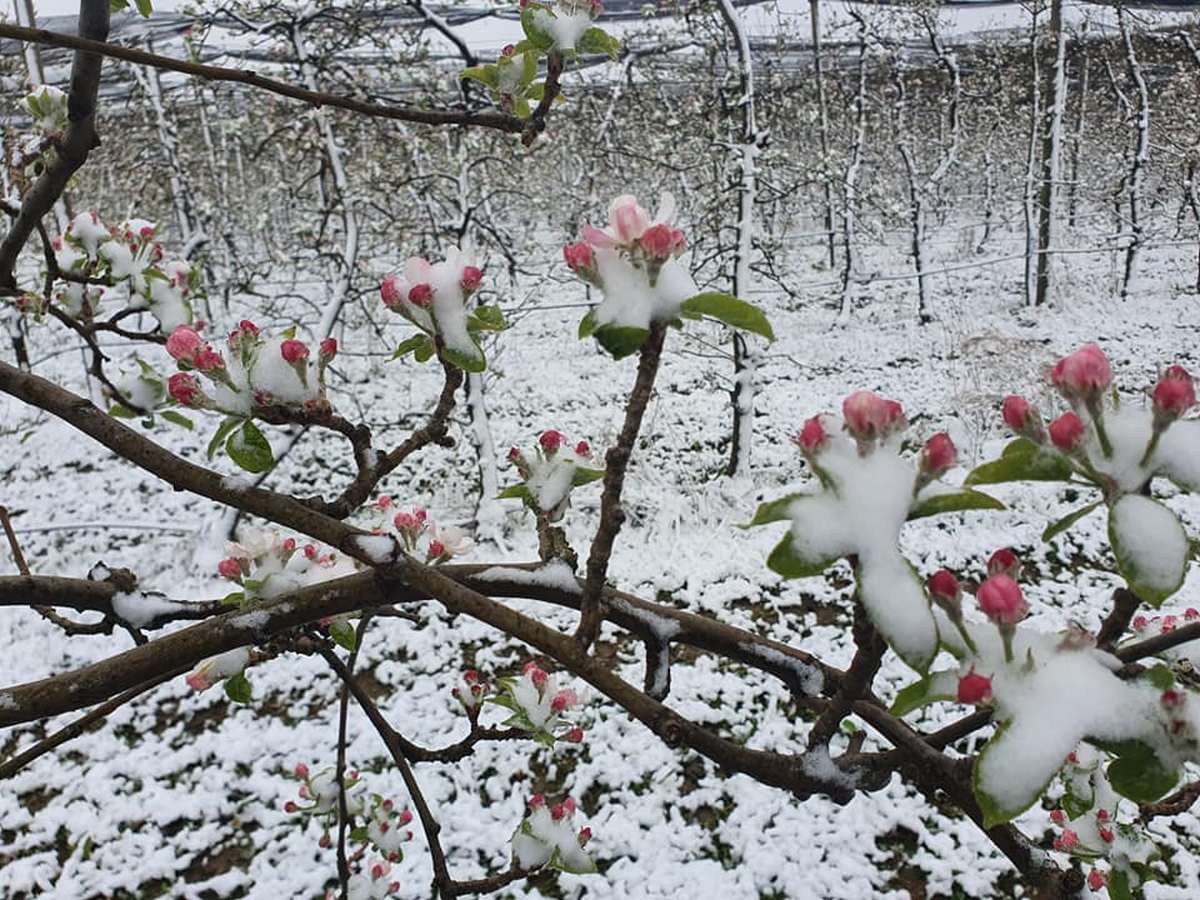 Poljoprivrednici zabrinuti, mraz ni ove godine nije zaobišao voćnjake