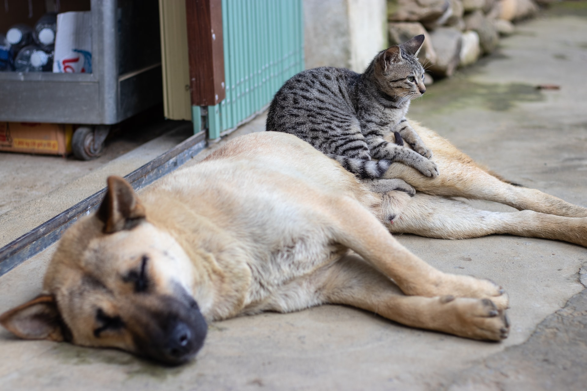 Općina sufinancira kastraciju i sterilizaciju