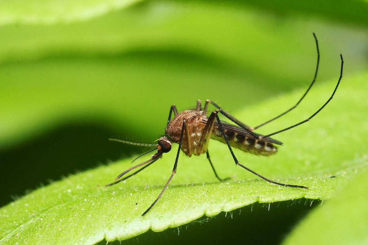 Velika Trnovitica večeras će provesti tretiranje komaraca