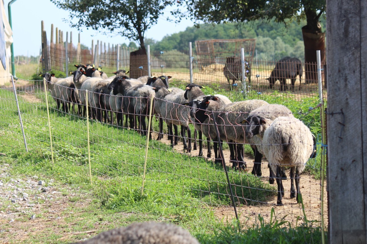 Uzgajivači romanovskih ovaca traže partnere za izvoz na azijsko tržište
