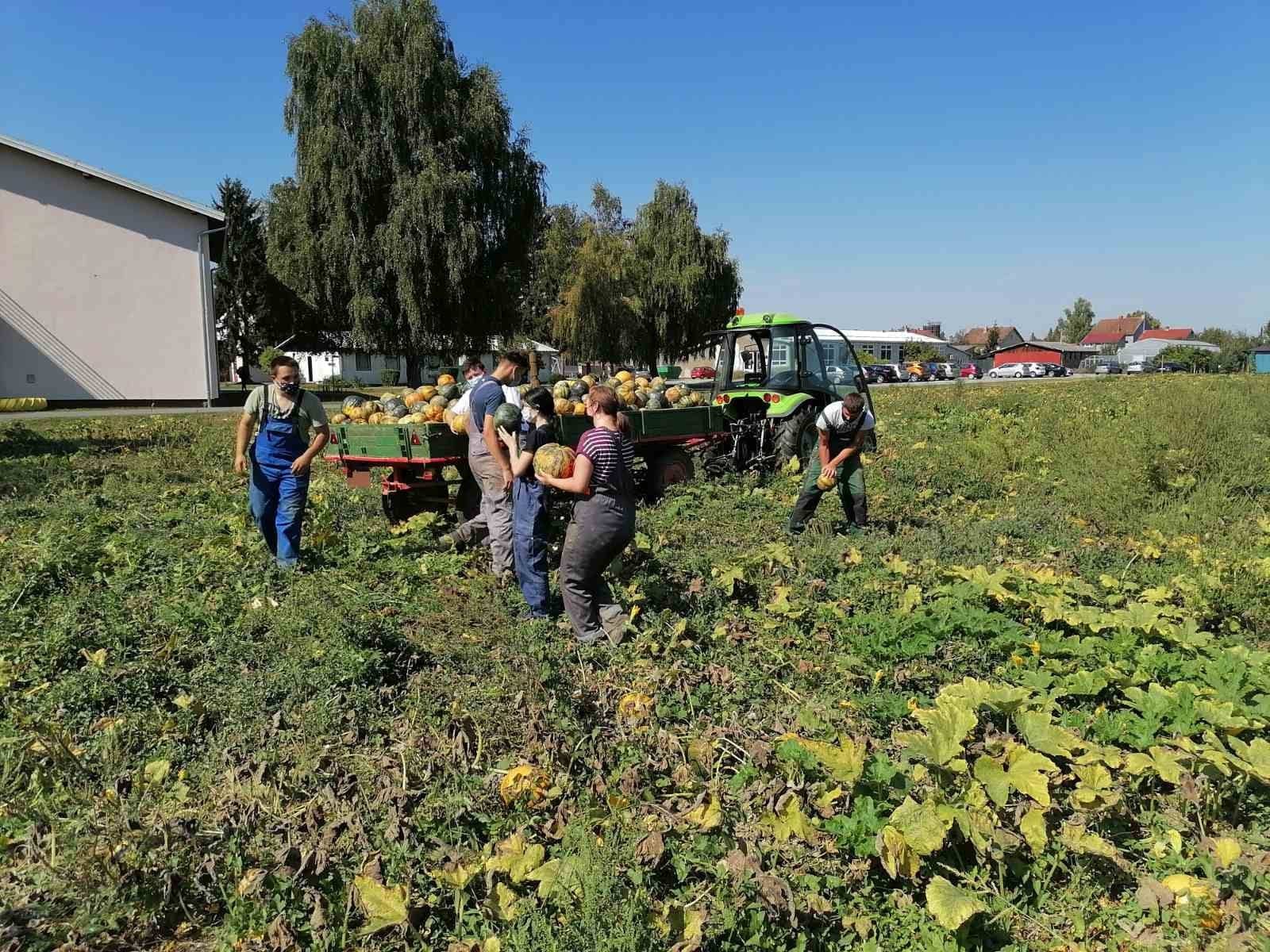 Mladi Grubišnopoljci u praksu provode krilaticu - od polja do stola