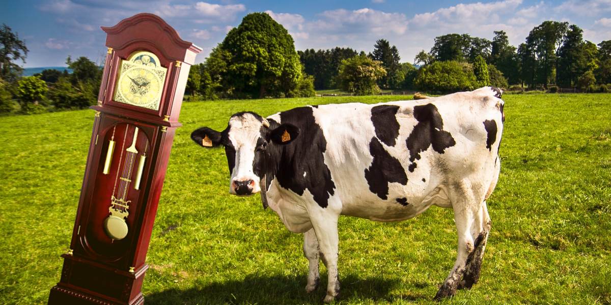 Znamo kako utječe na nas, a kako na to reagiraju krave?