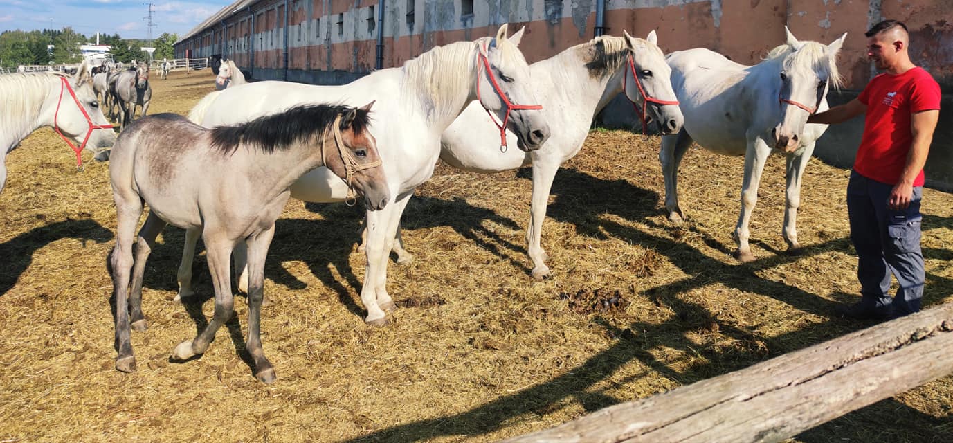 I prekrasni lipicanci podnijeli su težak ratni križ