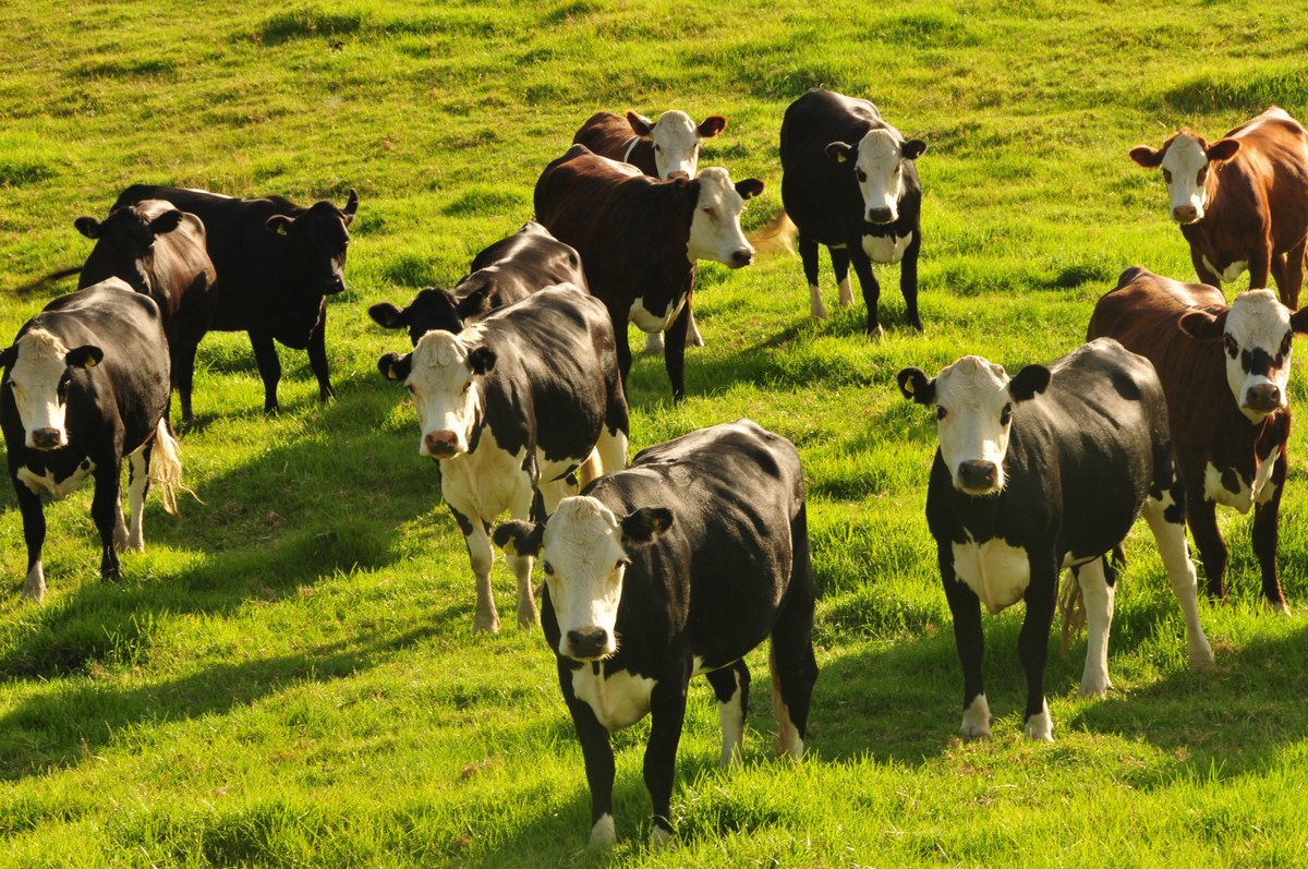 Što je ujedinilo stočare, lovce i udruge za zaštitu životinja?