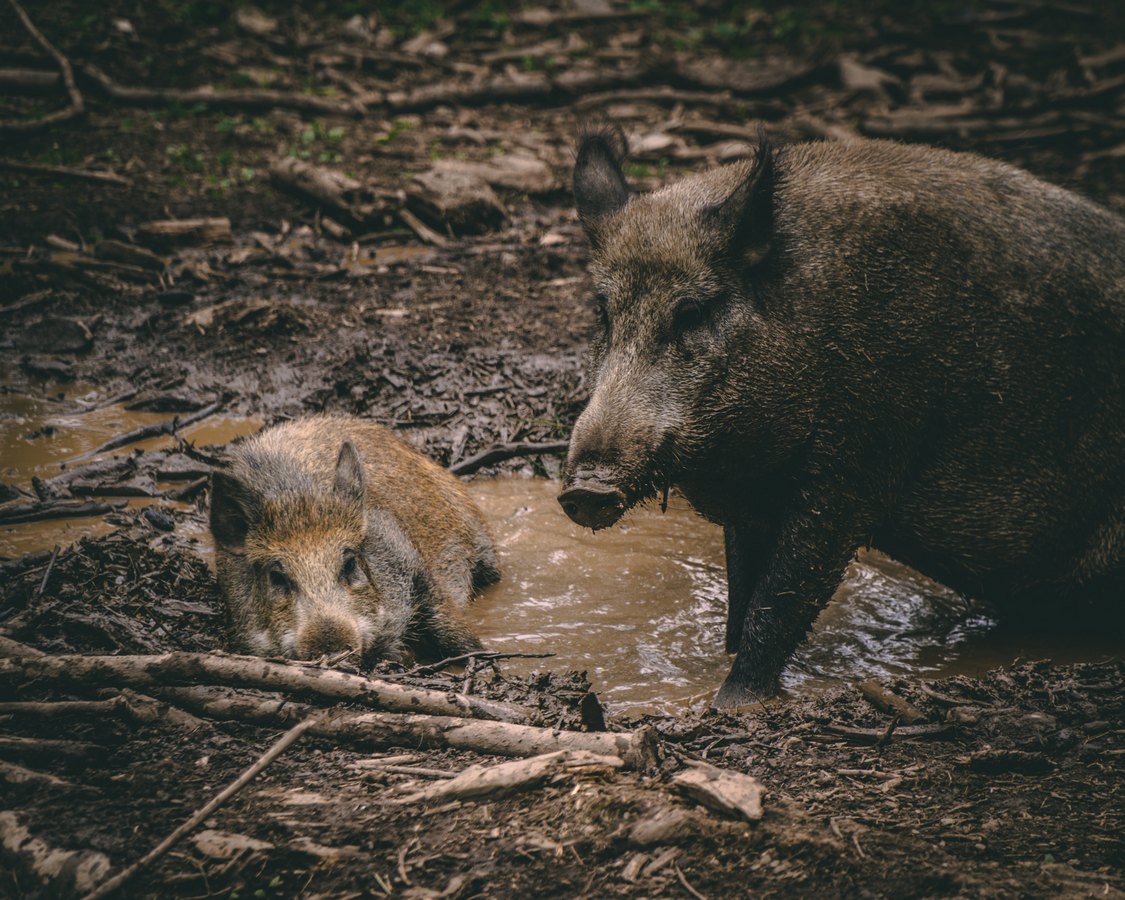 Kuda idu divlje svinje? U moju kuruzu, a tko bu to platil?