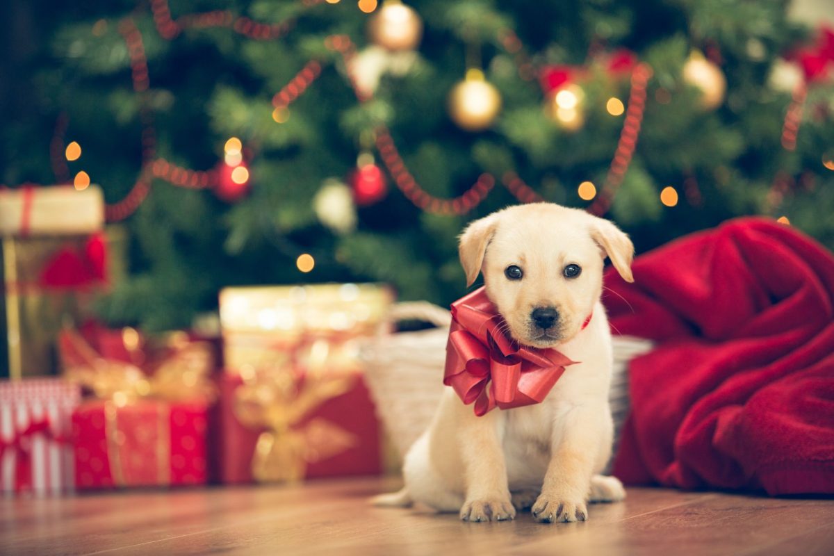 Pas kao dar za Božić? Iz Šape poručuju: To nije igračka ili pidžama koja se može vratiti