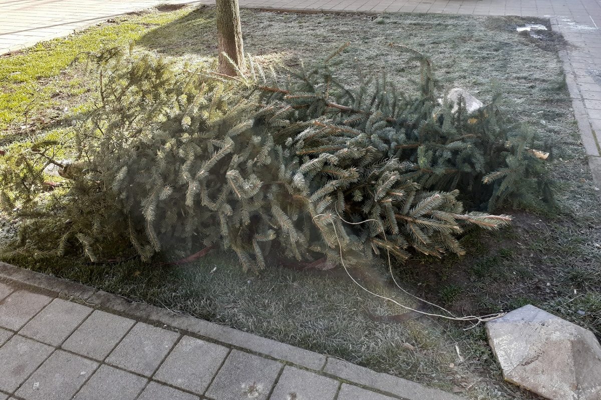 Što s božićnim drvcem kada blagdani prođu?