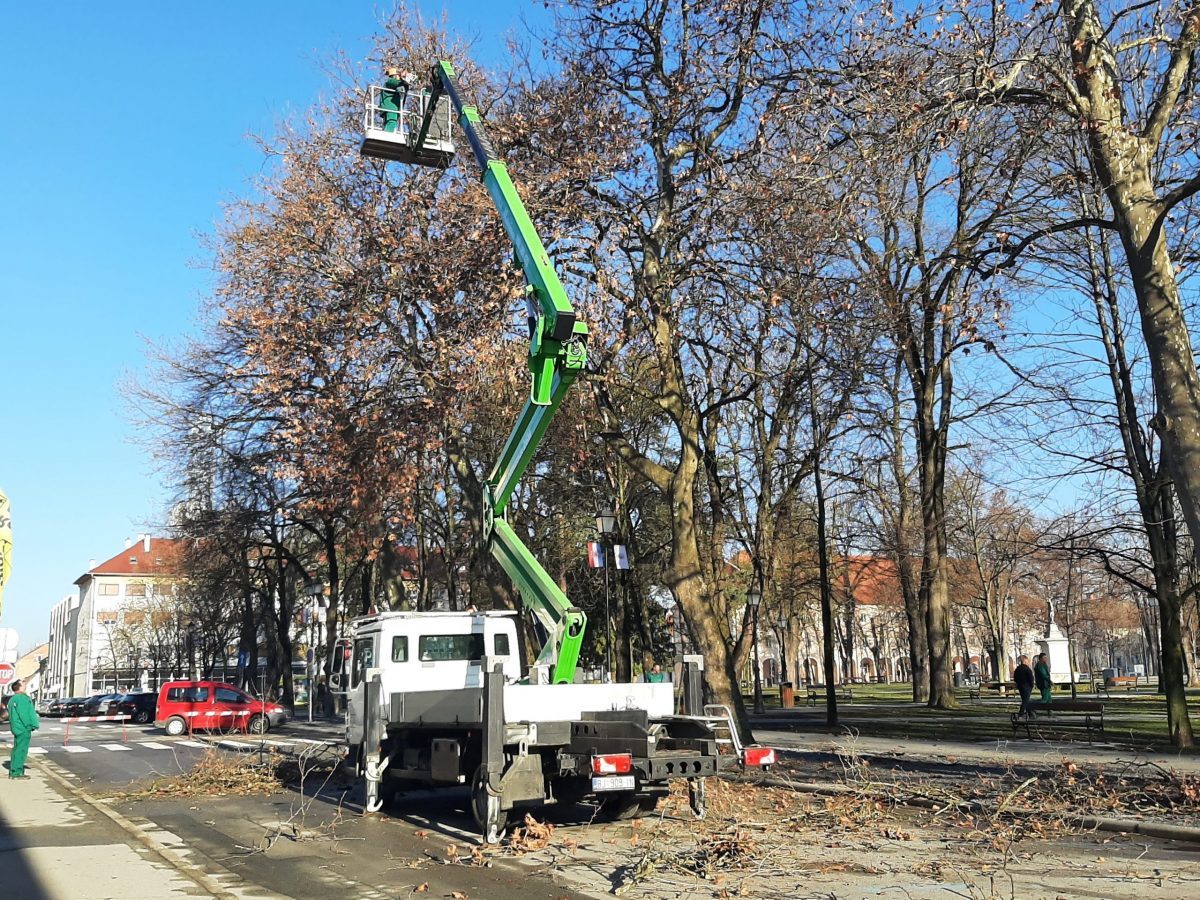 U tijeku orezivanje stabala u bjelovarskom središnjem parku