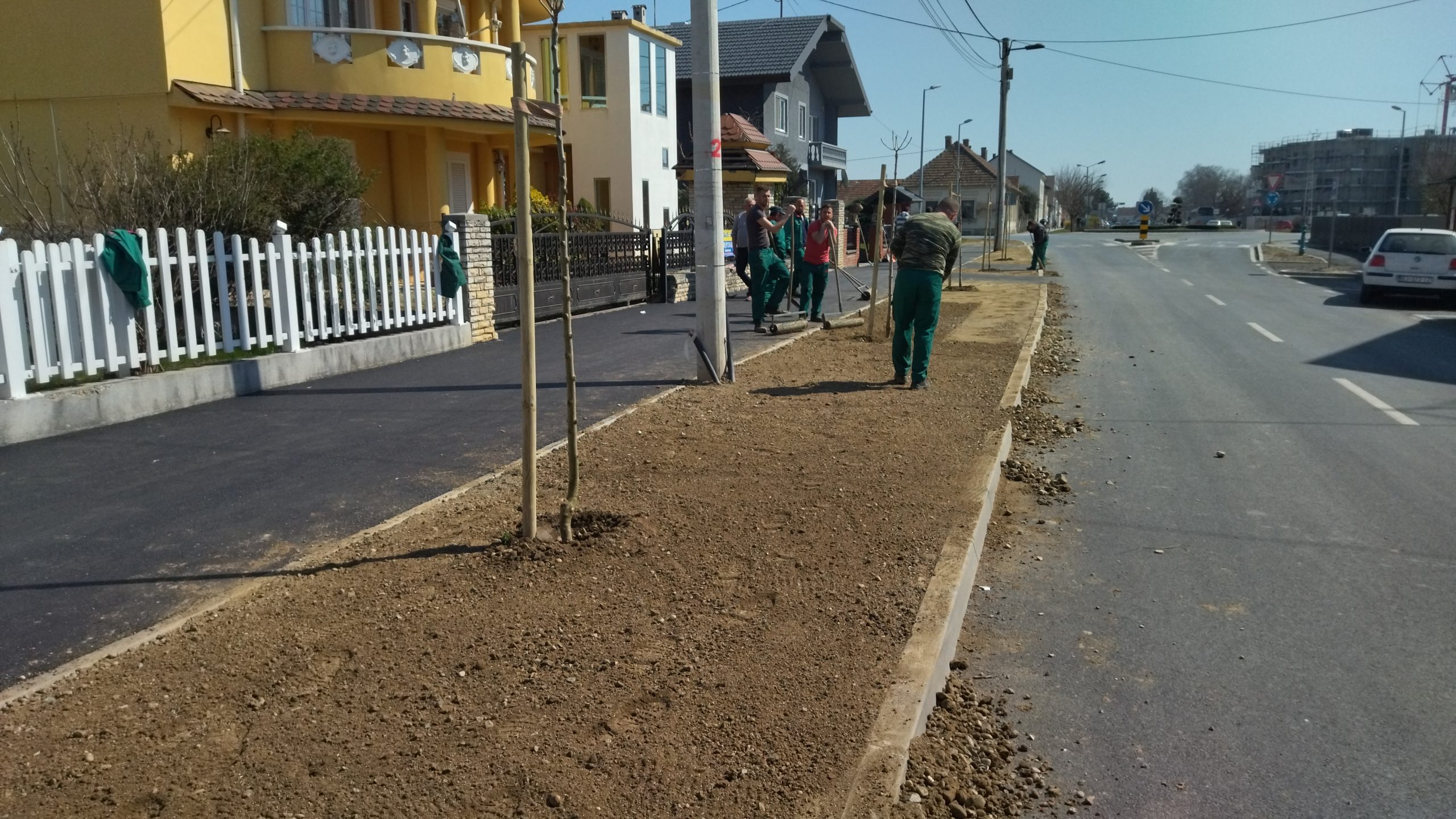 U Ivanovčanskoj ulici posađen kuglasti jasen – prvo takvo stablo u Bjelovaru!