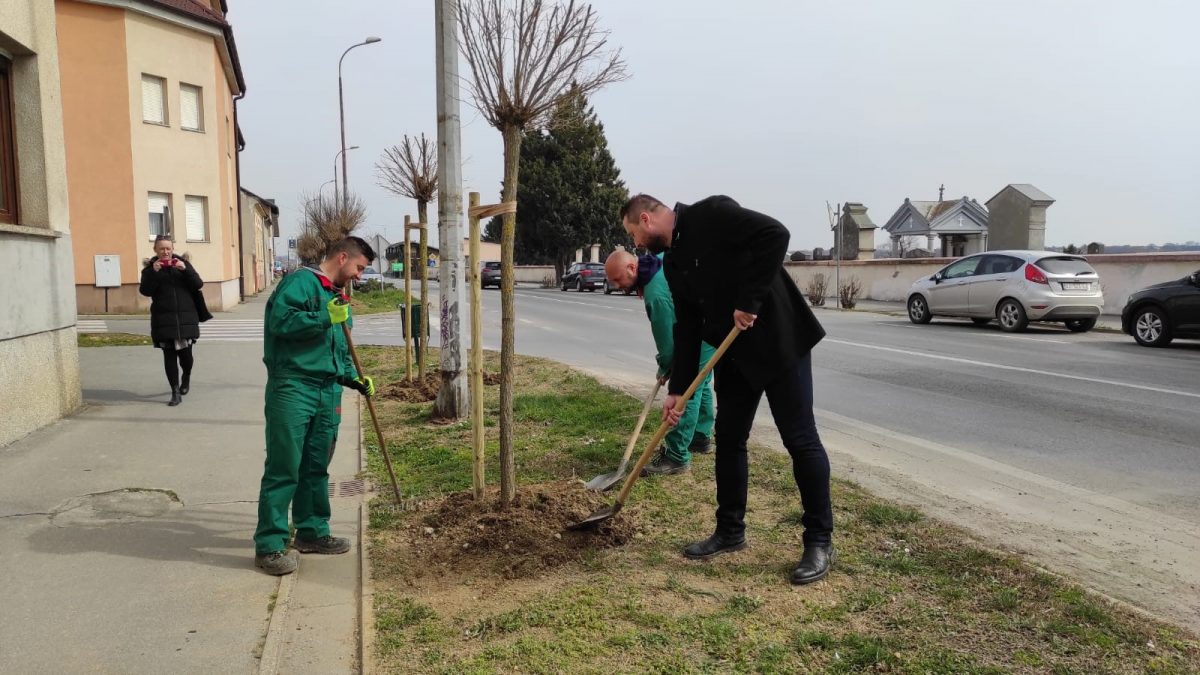 U Jelačićevoj ulici sadi se 50 stabala. Gdje još u Bjelovaru nedostaje drvoreda?