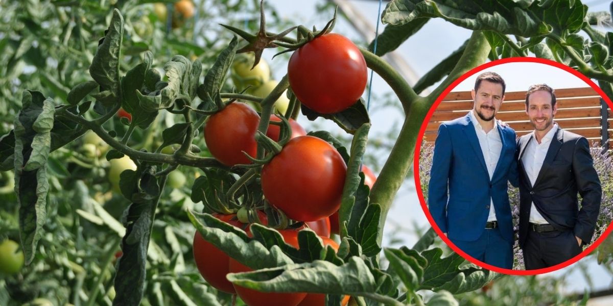 Kako će Bjelovar od grada sira postati grad paradajza