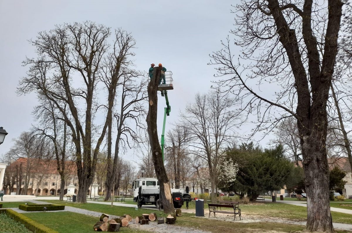 Središnji park ostao bez još jednog visokog stabla