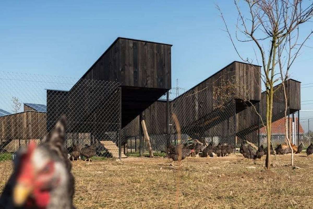 U svom malom carstvu, Kokošvarošu, koke imaju aveniju, spomenike, rodilište i fakultet