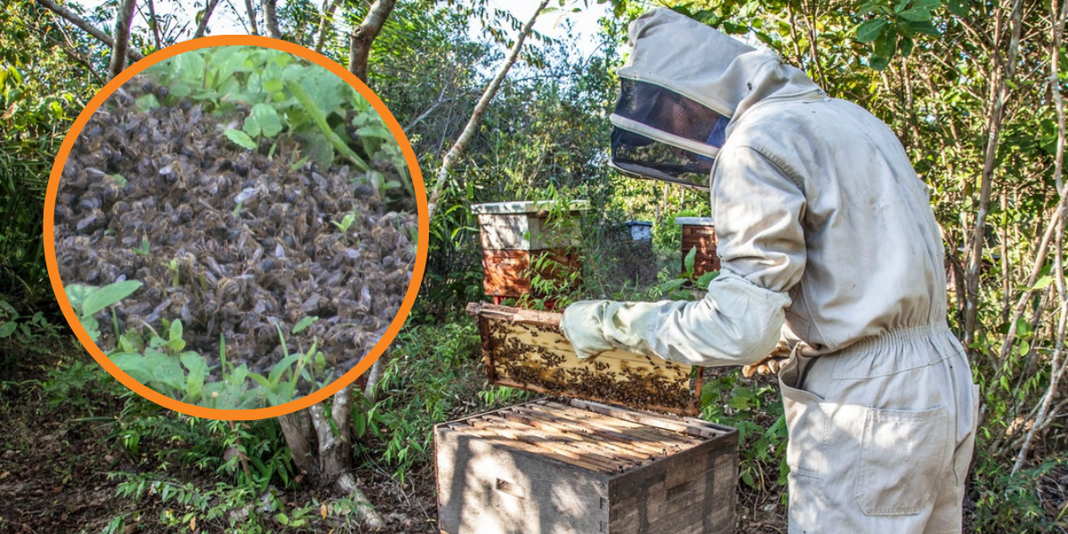 Pčele i dalje ugibaju, inspekcija na tragu odgovornima za nezapamćenu katastrofu