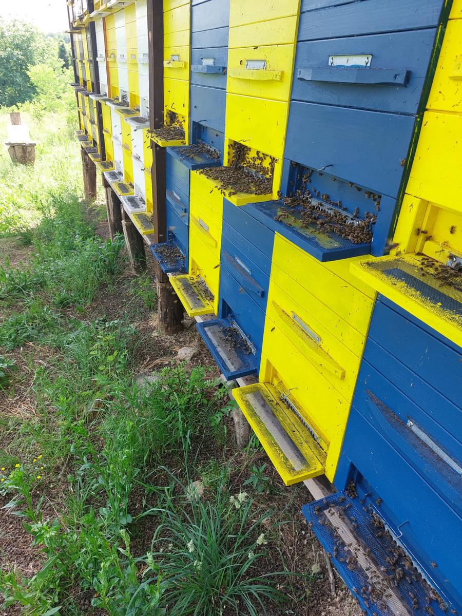Na Bilogori uginuli milijuni pčela, inspekcije češljaju teren!