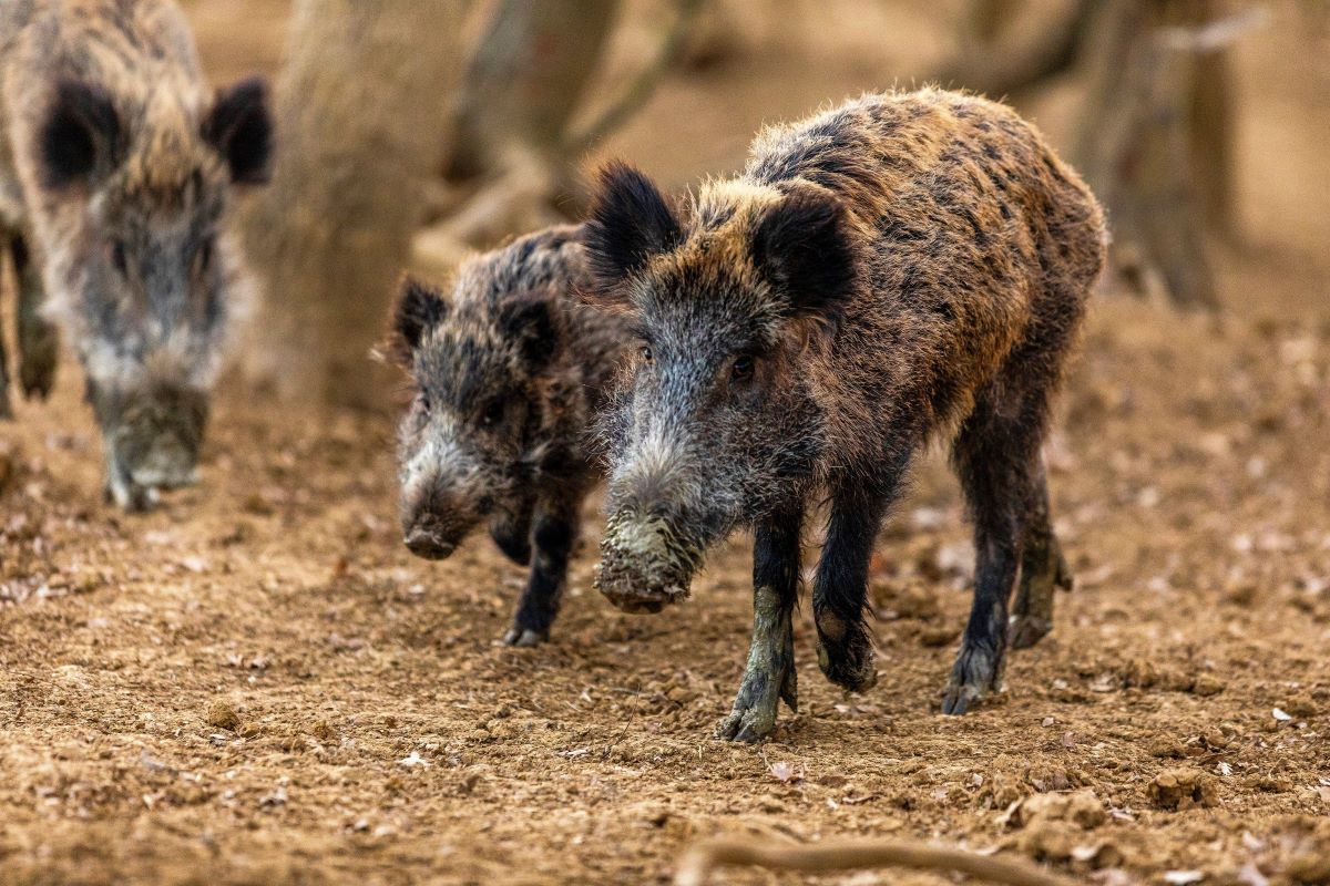 Divlje svinje spuštaju se u grad, masakrirale jazavčarku. Nije bilo napada na ljude