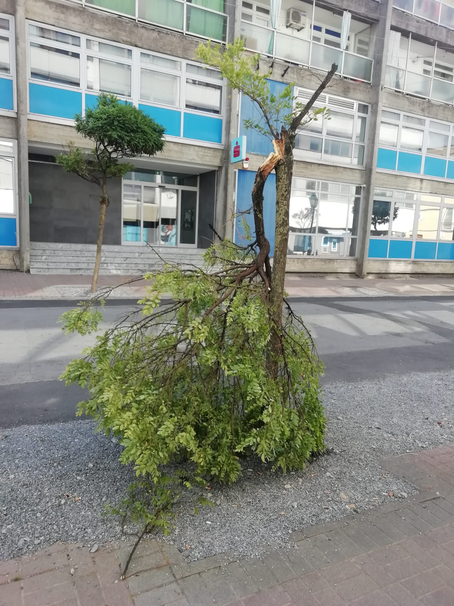 Zbog radova na korzu i stabla pucaju pod pritiskom...