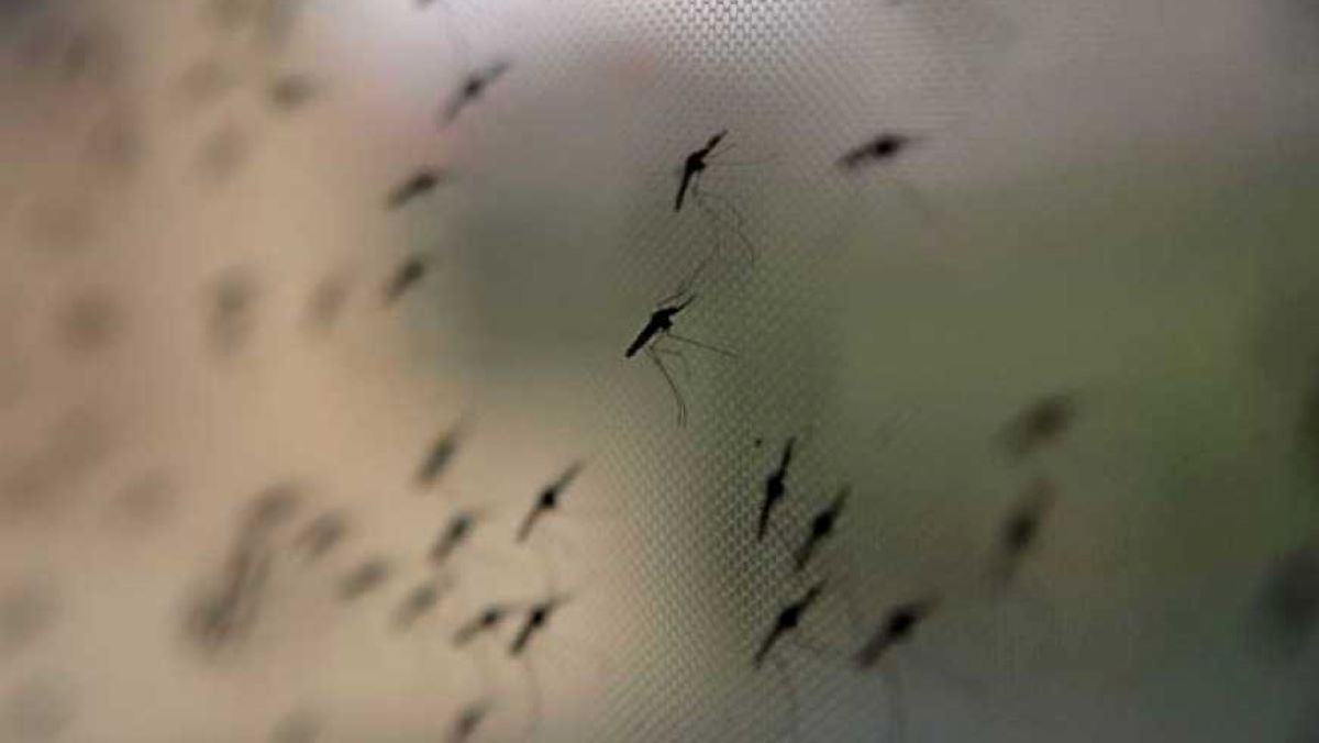 Općina Kapela ne provodi tretiranje komaraca jer za tim, kažu, nema potrebe