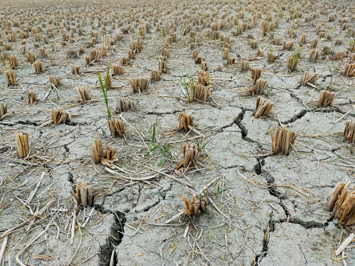 Štete od suše se još zbrajaju, ali negdje su veće od 10 milijuna