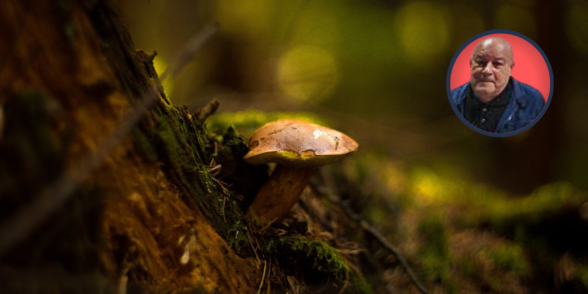 Sezona vrganja: Nikad ih nije bilo više, a iskusni gljivar otkriva gdje ih se najviše može naći...