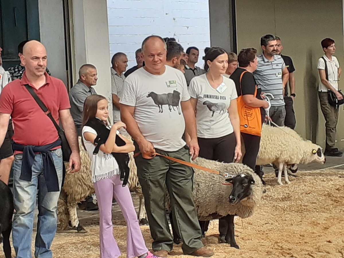 Što kada ne znate kamo s vunom? Nabavite ovce koje vunu nemaju!