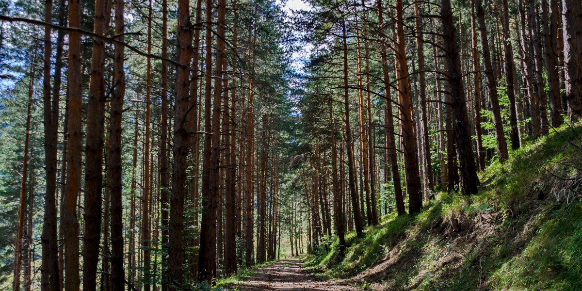 Hrvatske šume predvodnik su javnog sektora u segmentu energetske tranzicije