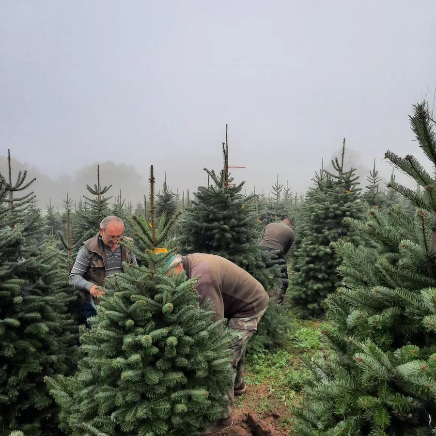 Prodajna sezona božićnih drvaca je počela. Svoje možete i unajmiti!