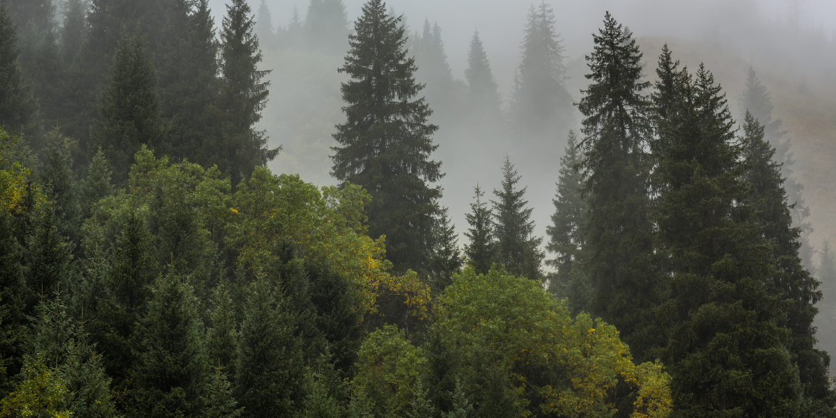 Klimatske promjene i utjecaj na Šume u Republici Hrvatskoj