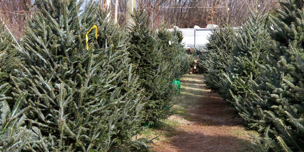 Hrvatske šume božićna drvca proizvode u brojnim rasadnicima