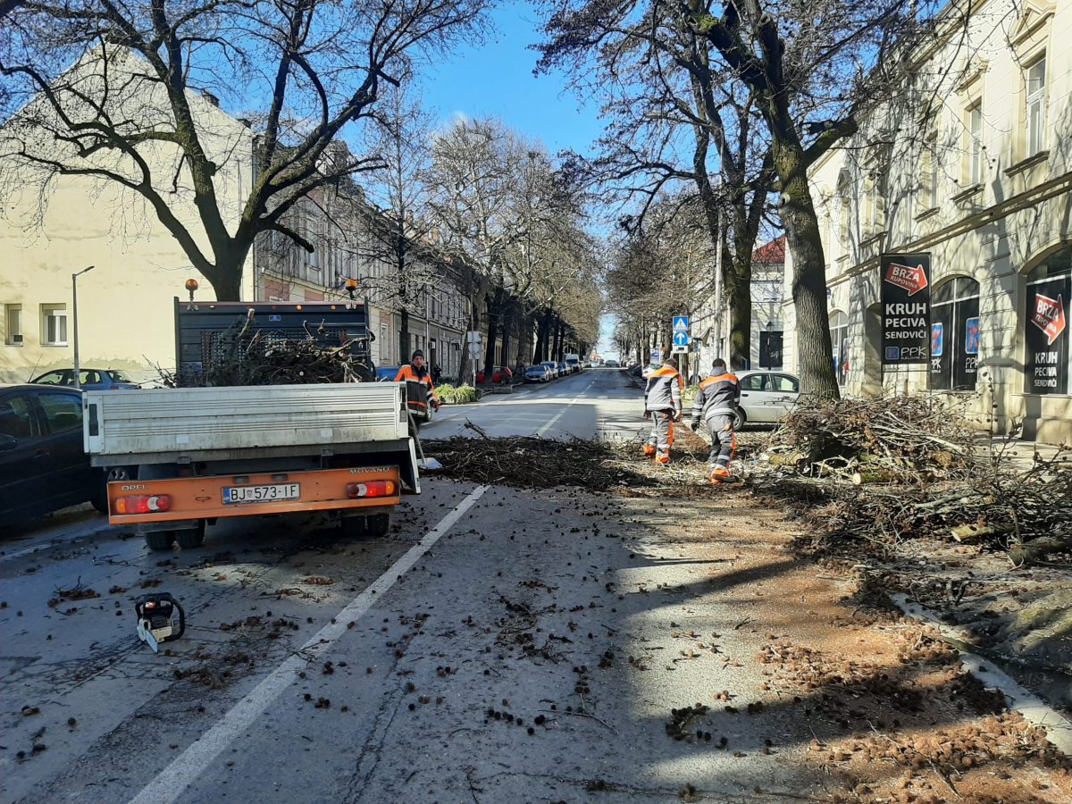 [FOTO] Snažan vjetar srušio veliko stablo u centru grada. Umalo tragedija...
