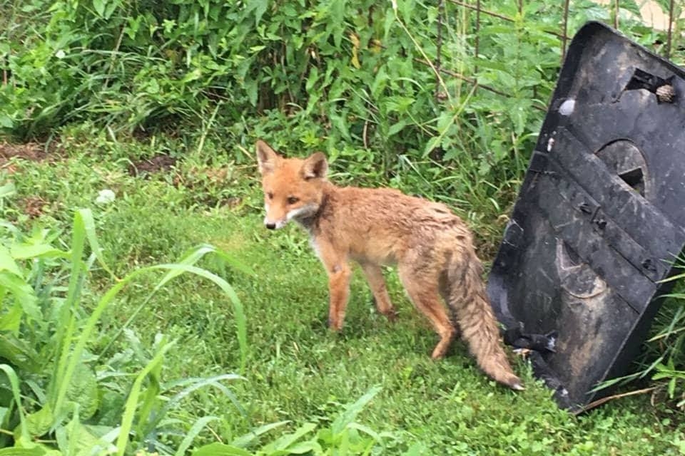 Lovci upozoravaju: Uskoro u gradu možemo očekivati još više lisica, evo zašto!
