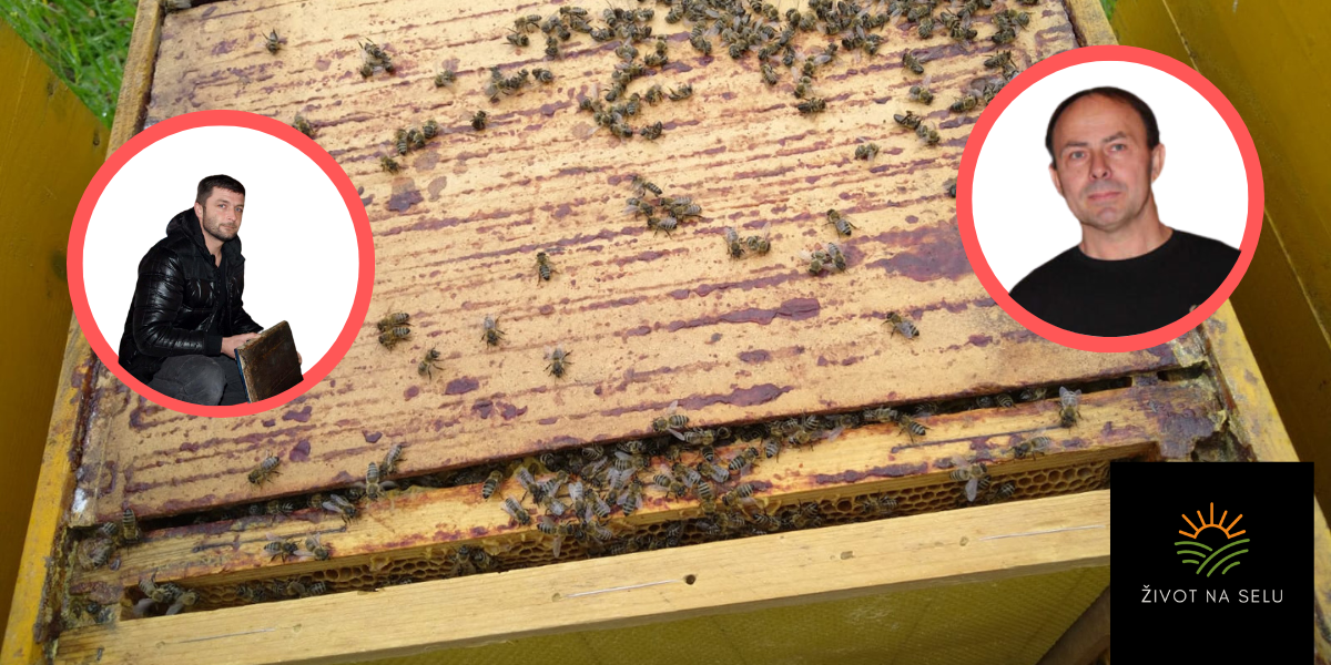 Neviđen pomor pčela na daruvarskom i grubišnopoljskom području!