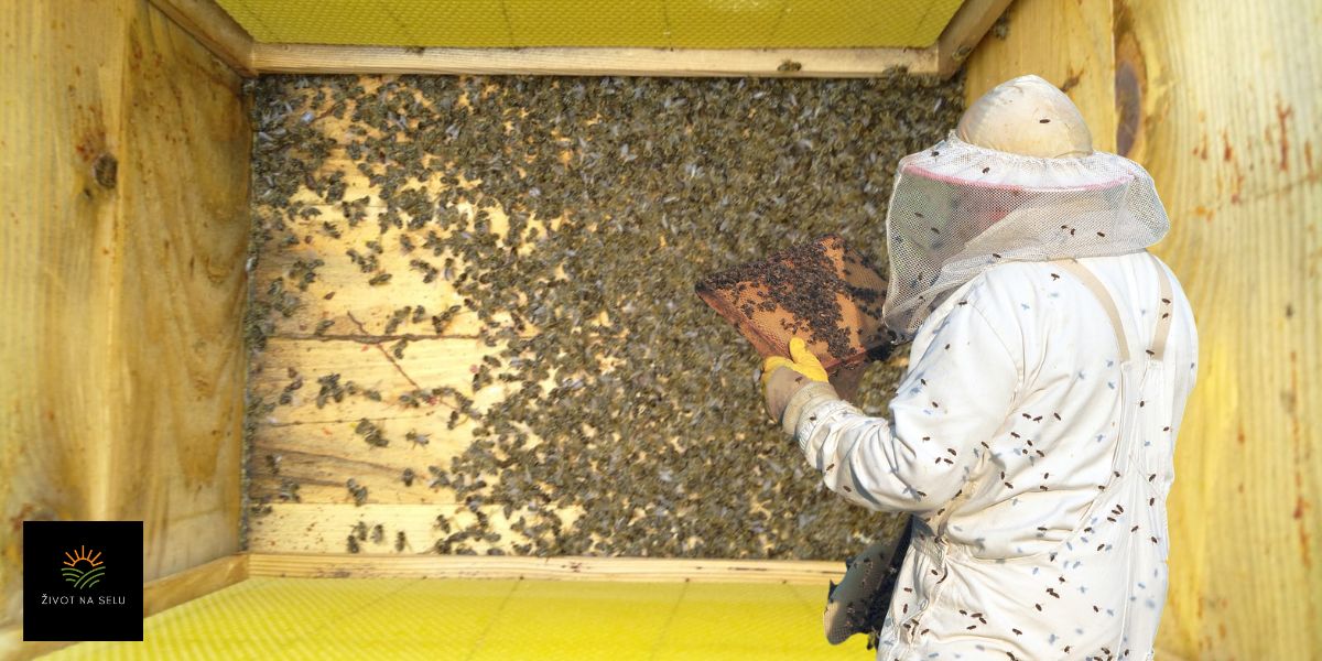 Poznato je što je pobilo milijune pčela na daruvarskom i grubišnopoljskom području!