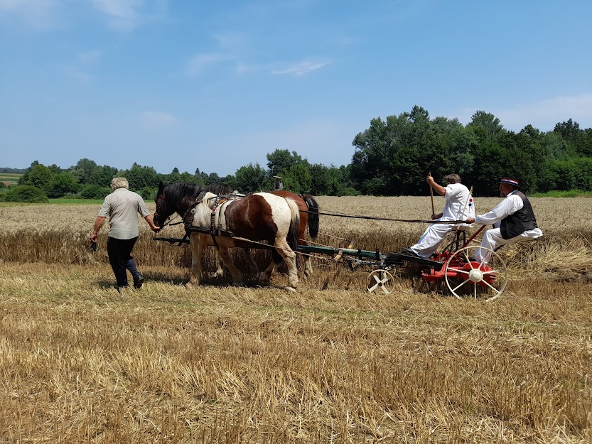 Danas dođite u Međuraču na prikaz starinske žetve