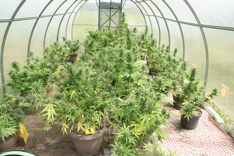 [FOTO] Policija otkrila 'laboratorij' za uzgoj marihuane. Pronađena veća količina droge...