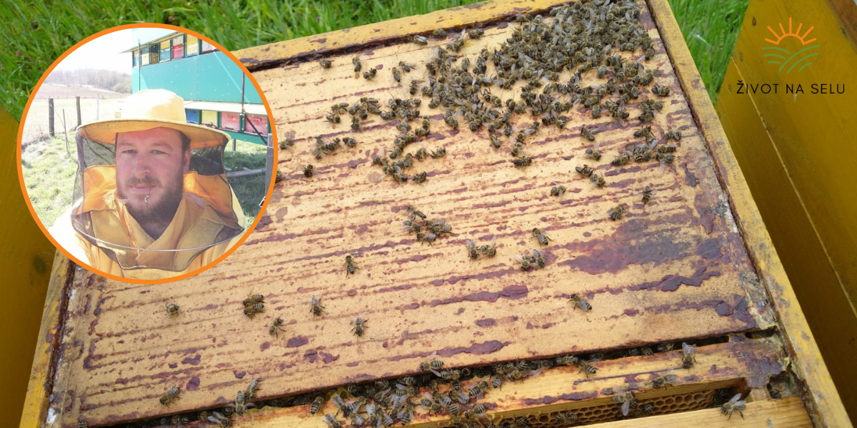 Hoće li Vladina potpora nadoknaditi štetu pretrpljenu zbog pomora pčela?