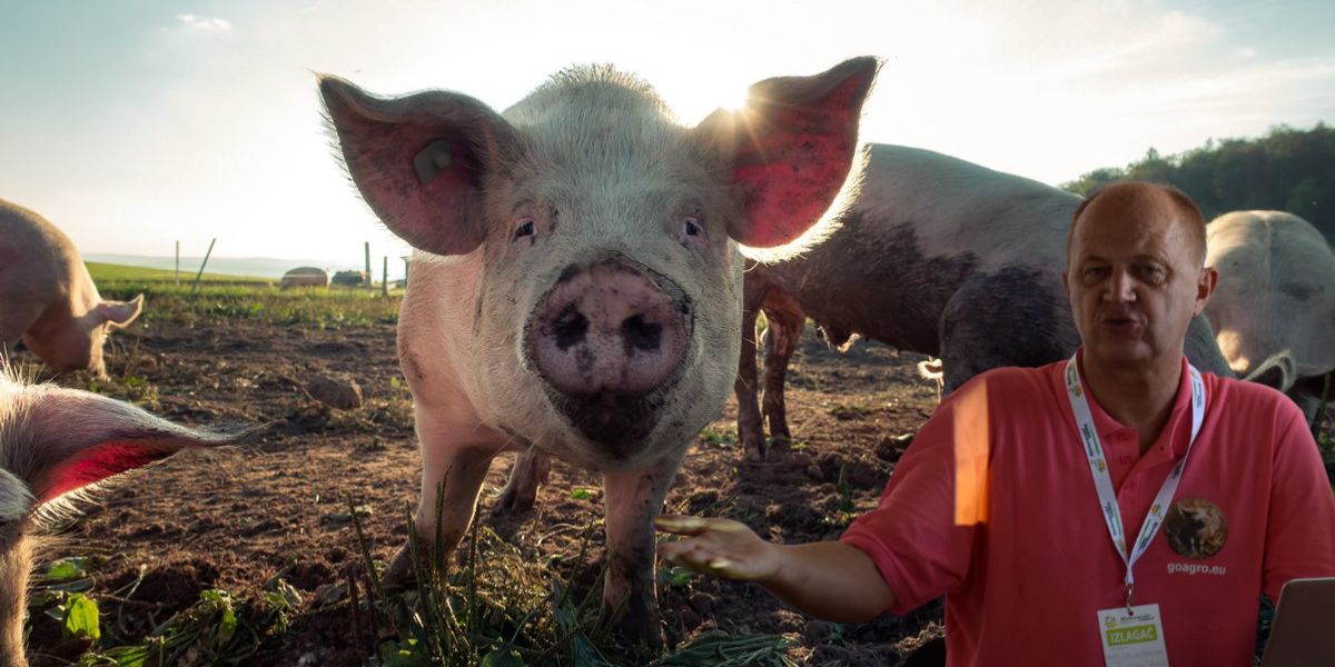 Zbog afričke svinjske kuge potrebne su velike investicije u poboljšanje biostandarda