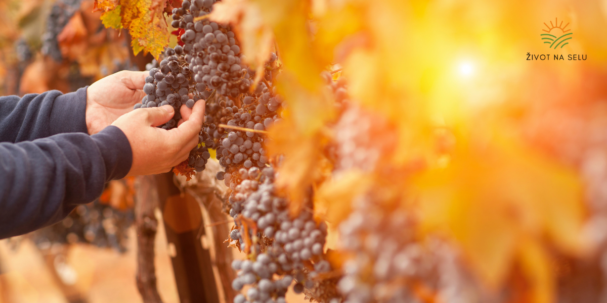 Urod je skroman, grožđe skuplje, hoćemo li i vino plaćati više?