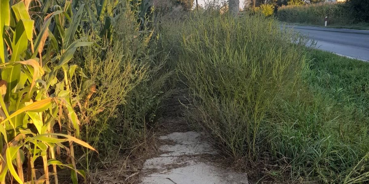 Mještani upozorili na zarasli pločnik na putu do škole, evo što kaže komunalni redar