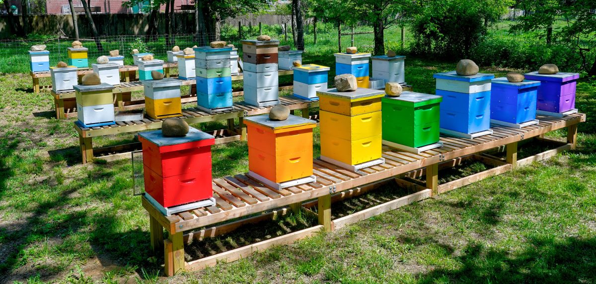 Pčelarki pokrali brojne košnice. Šteta nekoliko desetaka tisuća eura...