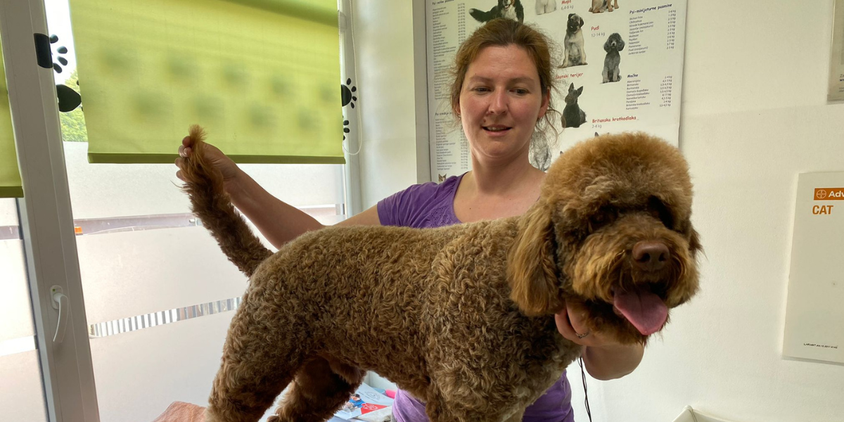 Popularni grooming: Bjelovarski psi kupaju se u šamponu iz Pariza, idu na pedikuru, feniranje...