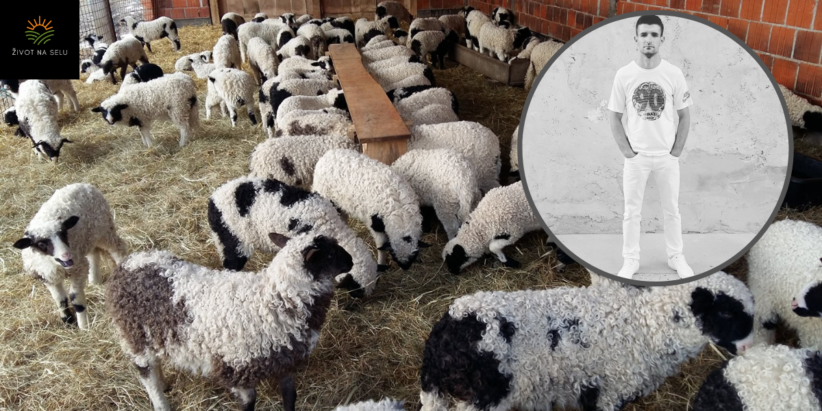 OPG Žabić unatoč izazovima svoju agrarnu budućnost vidi u ovčjem mlijeku i mesu