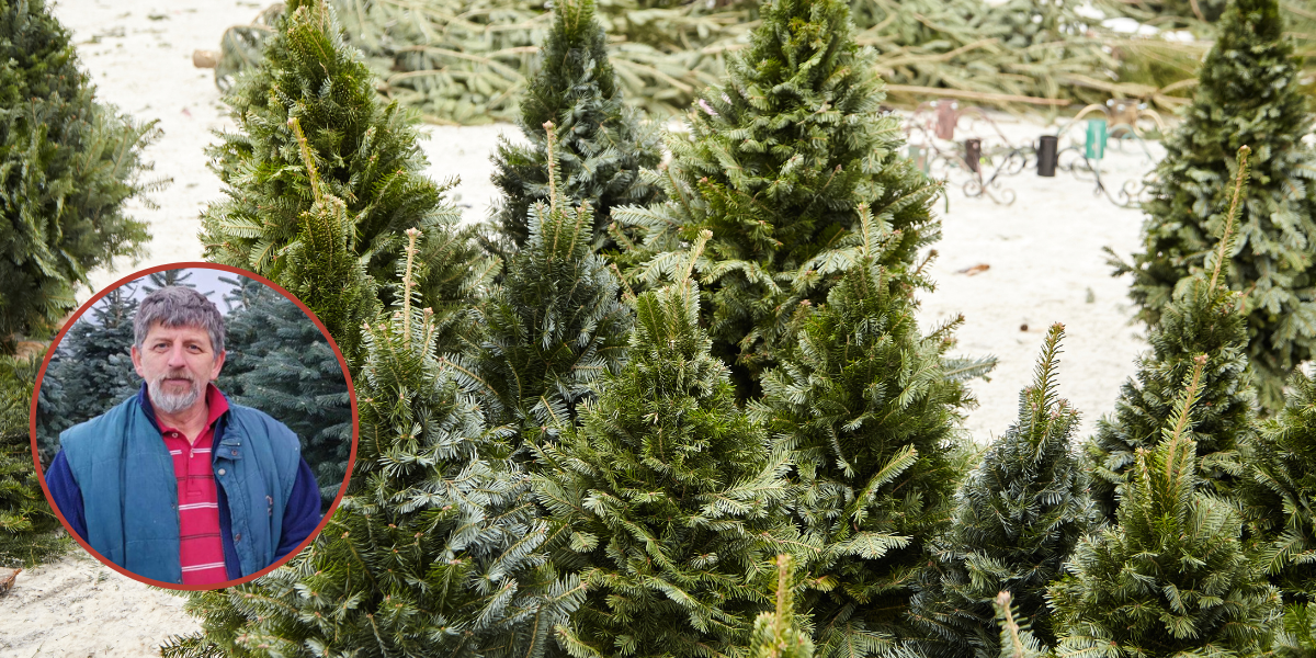 Zlatko Gilanj božićna drvca uzgaja duže od četiri desetljeća. Otkrio nam je kako odabrati najbolje!