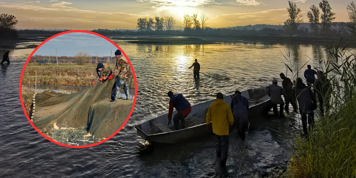 Sezona na županijskim ribnjacima bliži se kraju: 'Na najvećem ribnjaku izlovili smo preko 300 tona ribe'