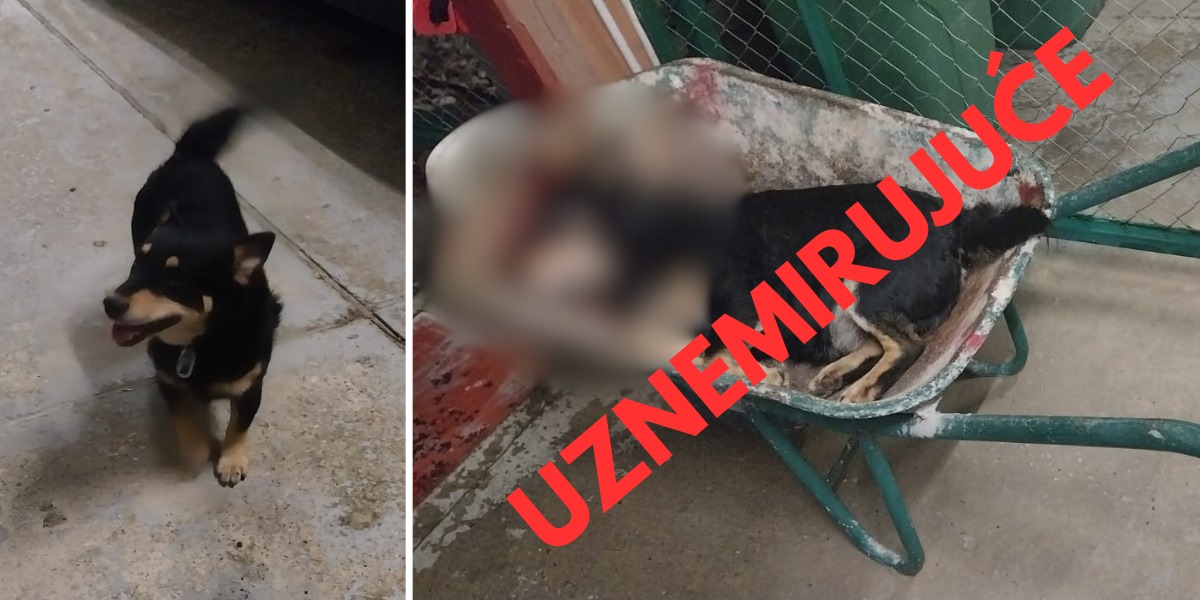 Horor u Bjelovaru: 'Susjed mi je motikom ubio psa ispred kuće, u šoku sam'